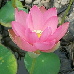 Red lotus flower in bloom