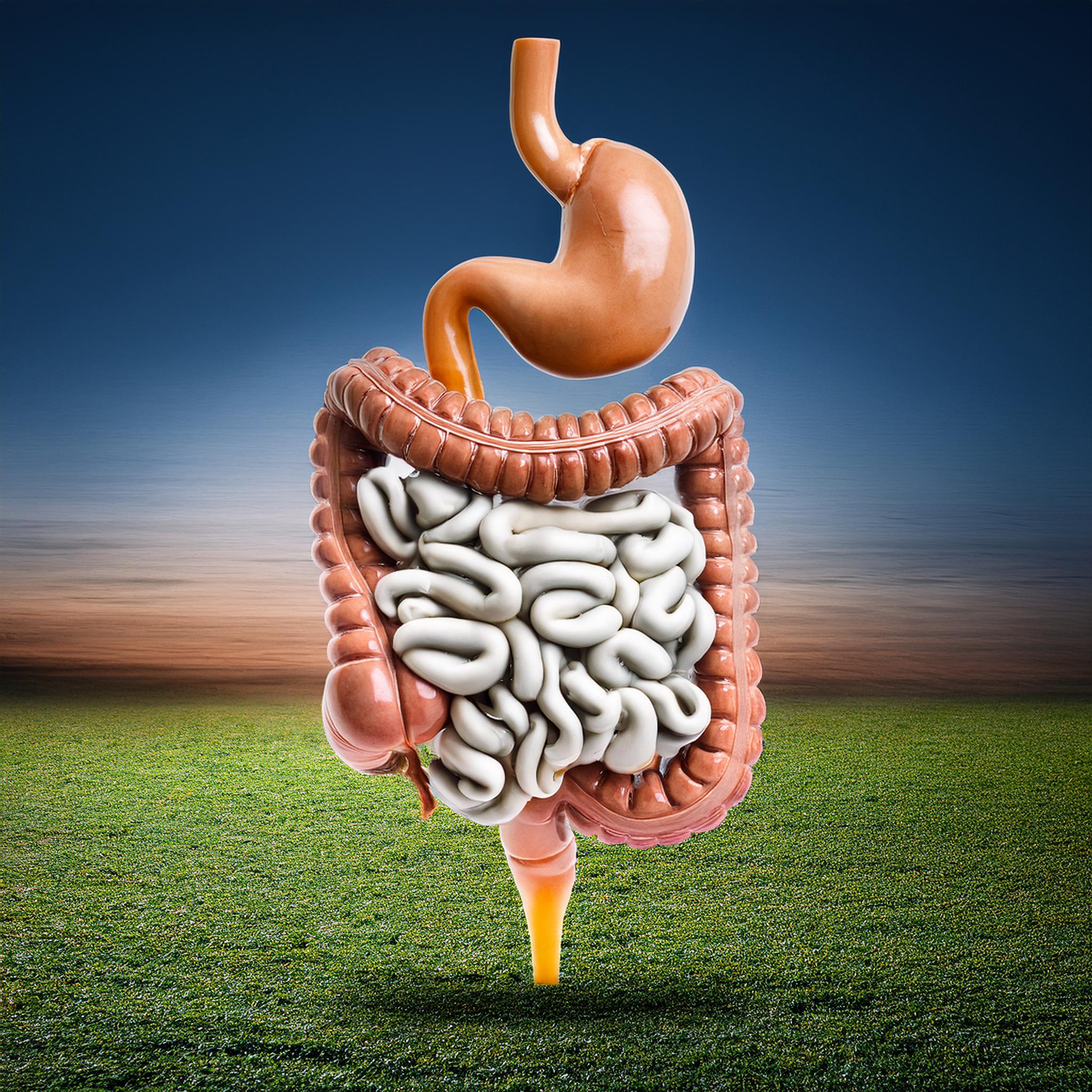 digestive tract